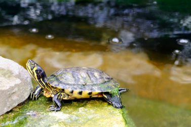 Yellow Bellied Slider