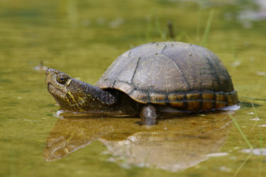 mud turtle