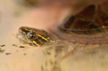 musk turtle