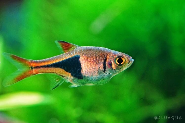 harlequin rasbora tropical fish