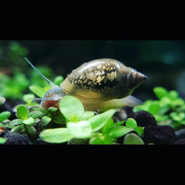 Physella acuta inside an aquarium