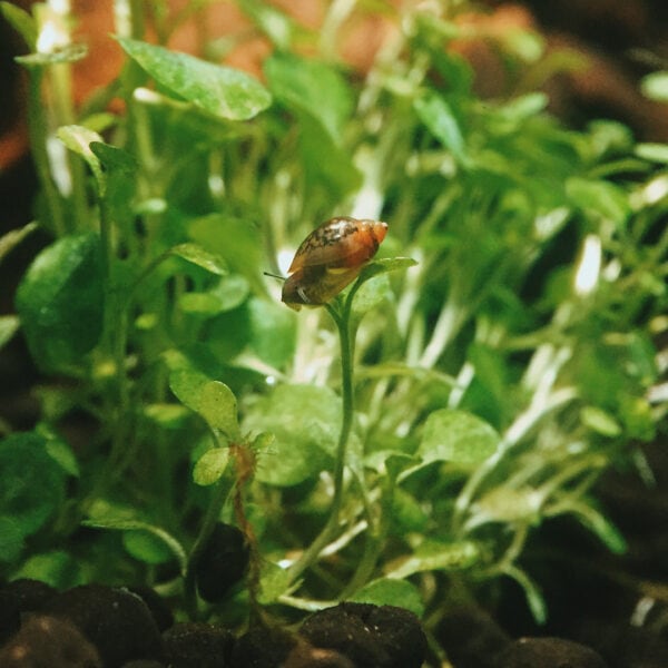 bladder snail inside aquarium
