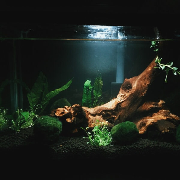 Planted tank