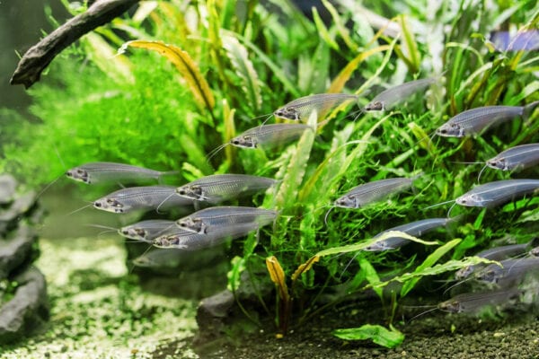 Group of Glass Catfish swimming inside a tank with plants
