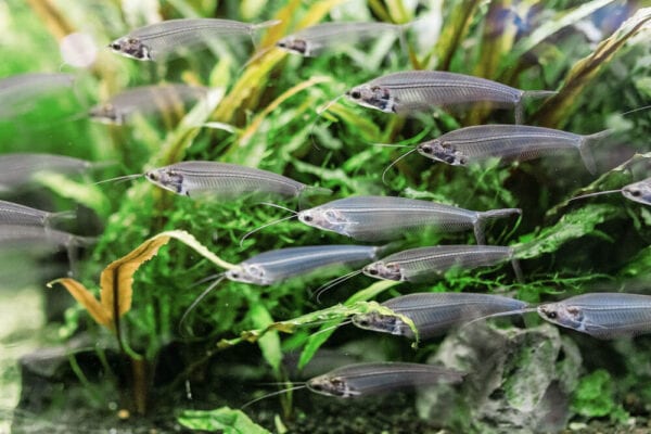 Photograph of fish swimming inside an aquarium with plants