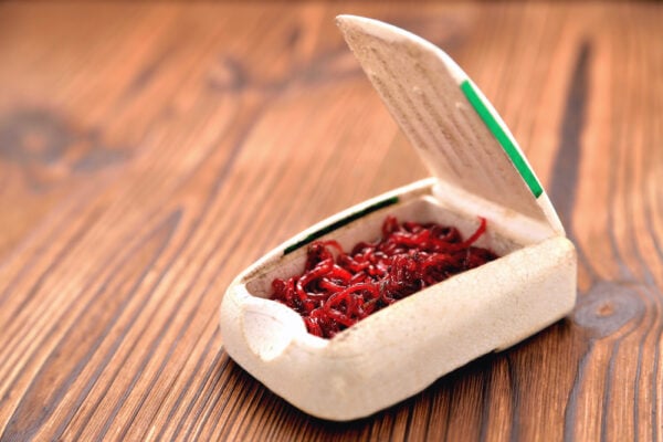 winterworm for winter fishing in a white box on a brown wooden background