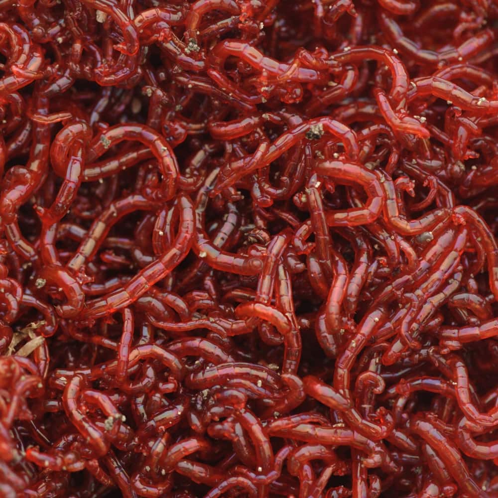 Bloodworms: Are they good food for fish? - The Aquarium Guide
