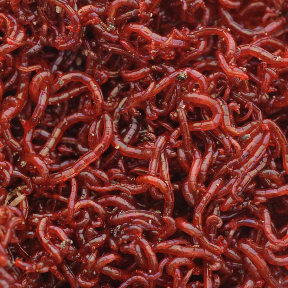 bloodworm fish food online