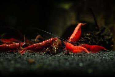 red cherry shrimp