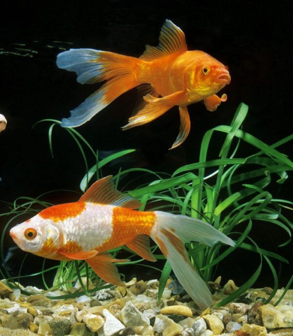 comet goldfish aquarium