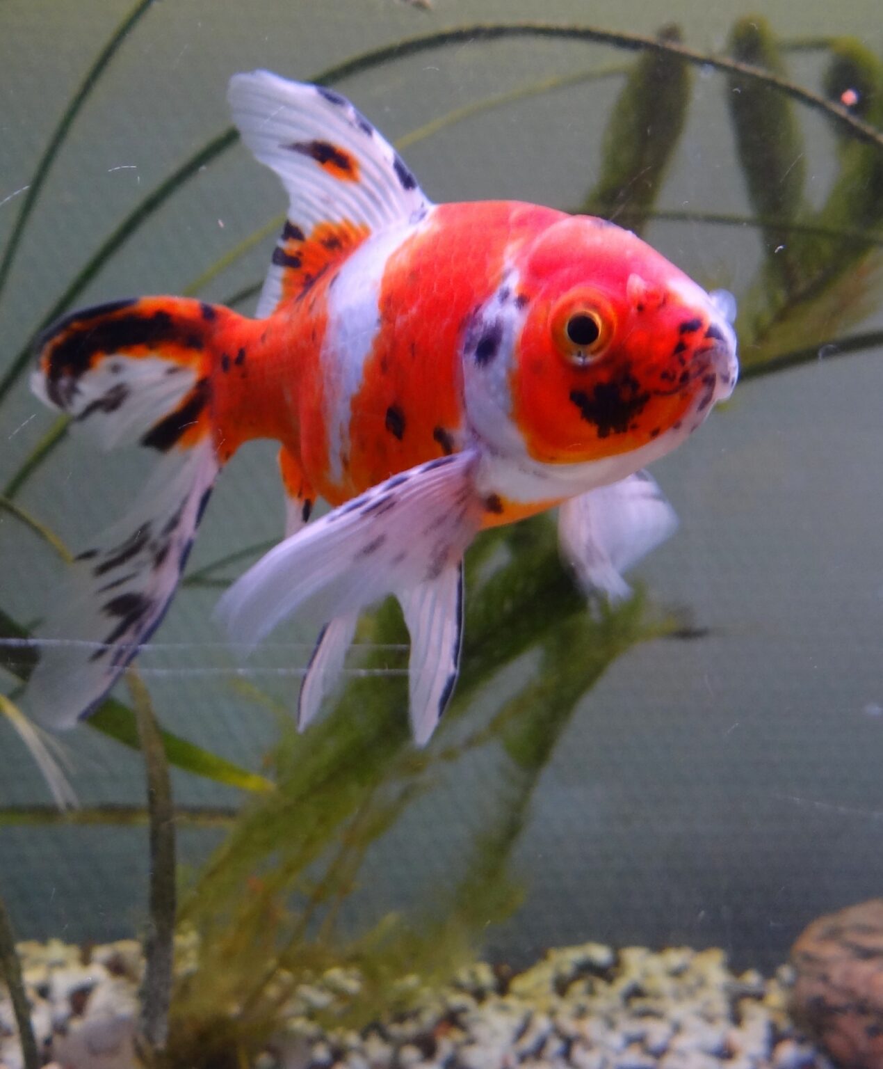 Shubunkin Goldfish Care Guide The Aquarium Guide