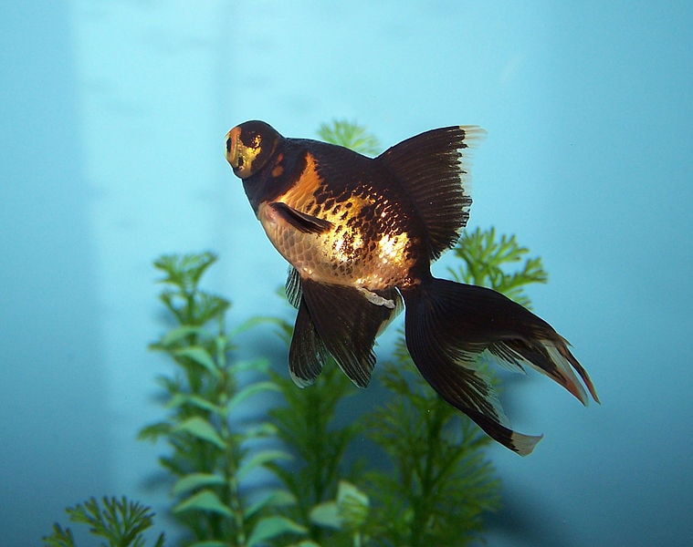 oranda black moor goldfish